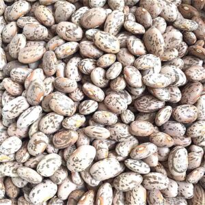 Pinto Beans Supplier