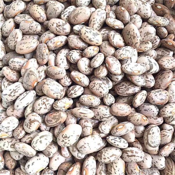 Pinto Beans Supplier